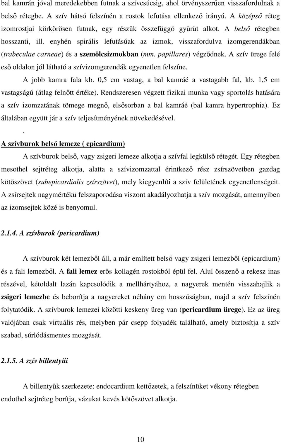 enyhén spirális lefutásúak az izmok, visszafordulva izomgerendákban (trabeculae carneae) és a szemölcsizmokban (mm. papillares) végződnek.