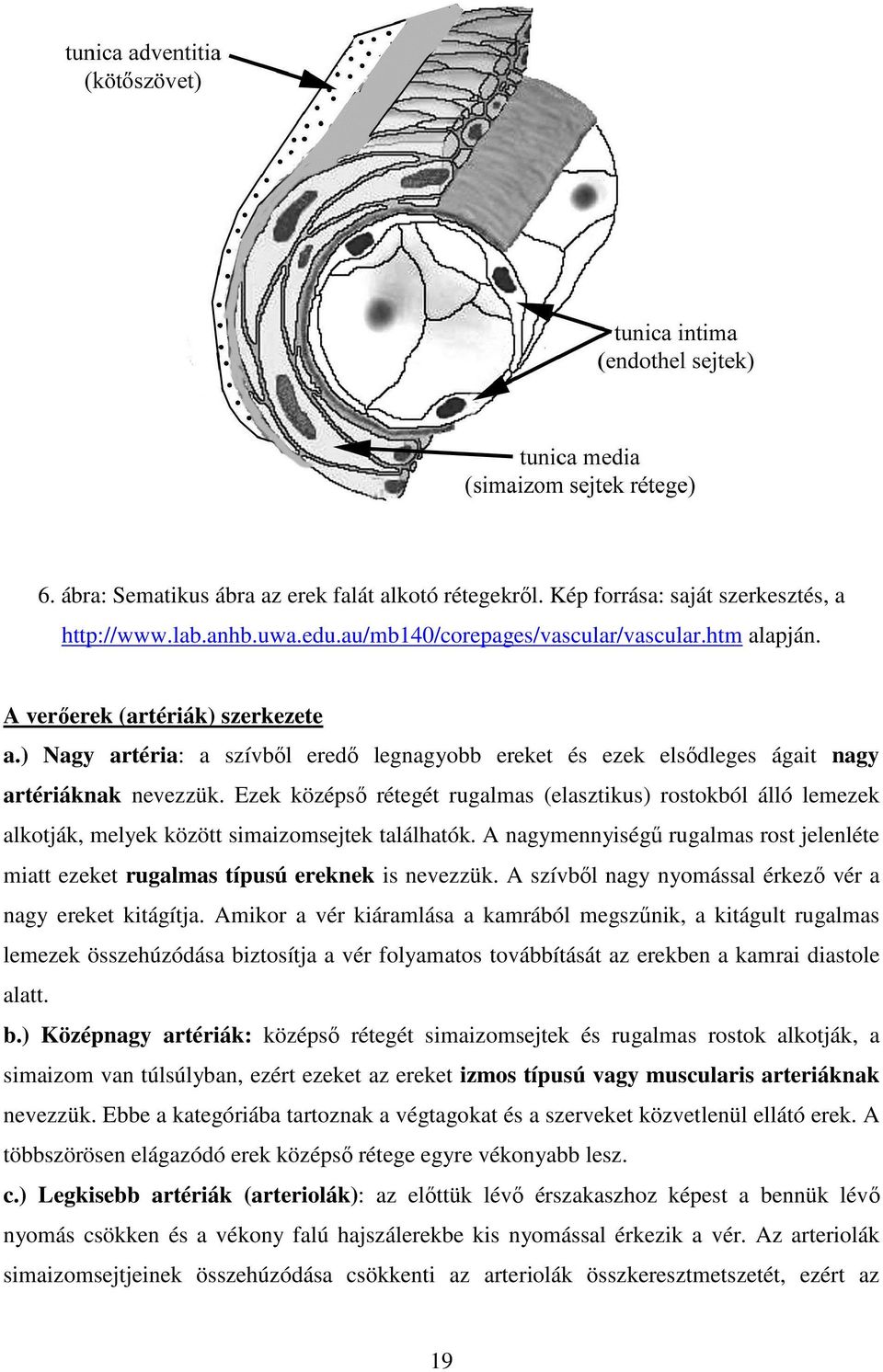 Ezek középső rétegét rugalmas (elasztikus) rostokból álló lemezek alkotják, melyek között simaizomsejtek találhatók.