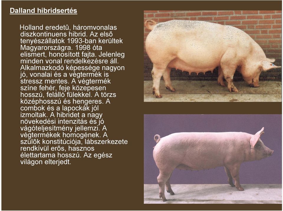 A végtermék színe fehér, feje közepesen hosszú, felálló fülekkel. A törzs középhosszú és hengeres. A combok és a lapockák jól izmoltak.