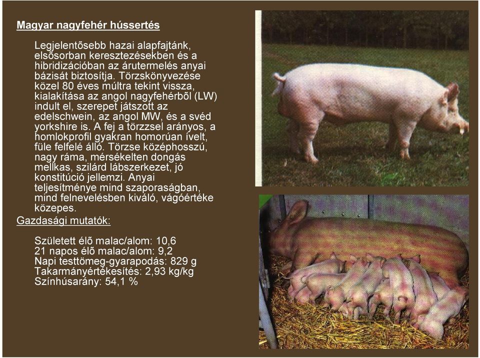 A fej a törzzsel arányos, a homlokprofil gyakran homorúan ívelt, füle felfelé álló. Törzse középhosszú, nagy ráma, mérsékelten dongás mellkas, szilárd lábszerkezet, jó konstitúció jellemzi.