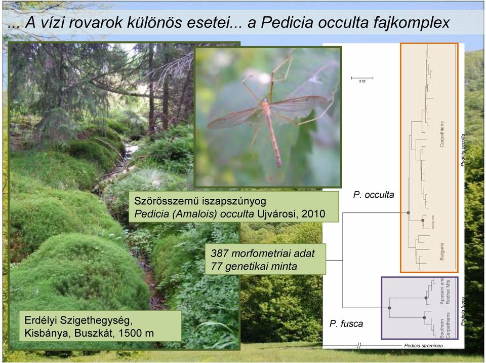 Pedicia (Amalois) occulta Ujvárosi, 2010 P.