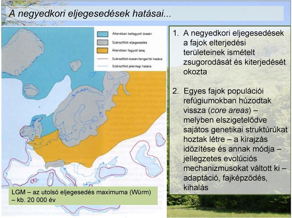 utolsó eljegesedés maximuma (Würm) kb. 20 000 év 2.