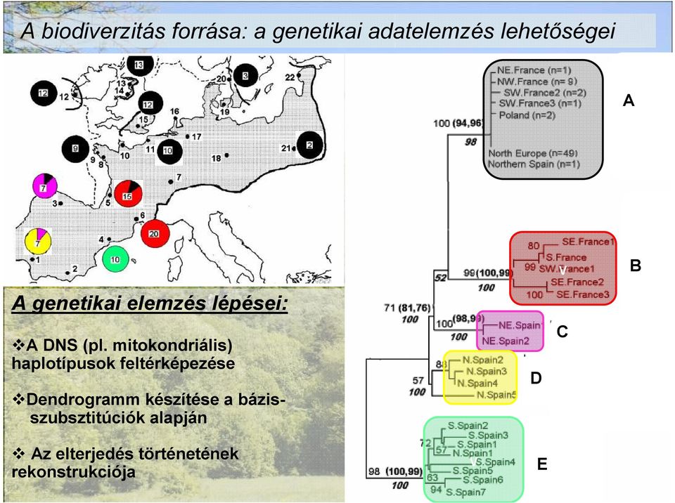 mitokondriális) haplotípusok feltérképezése Dendrogramm