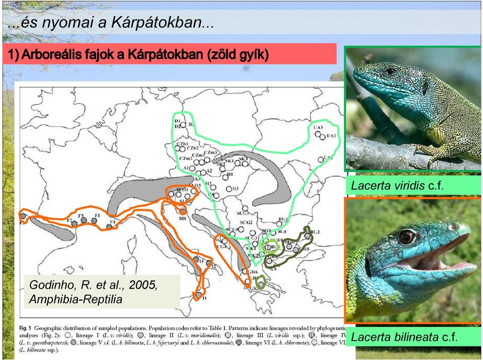 Godinho, R. et al.