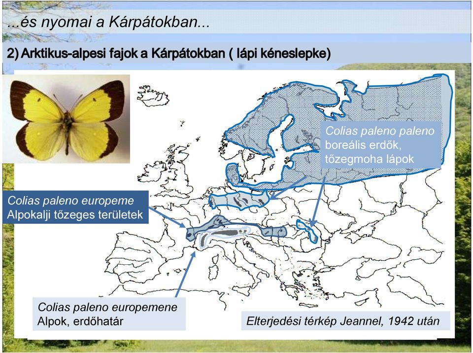 lápok Colias paleno europeme Alpokalji tızeges