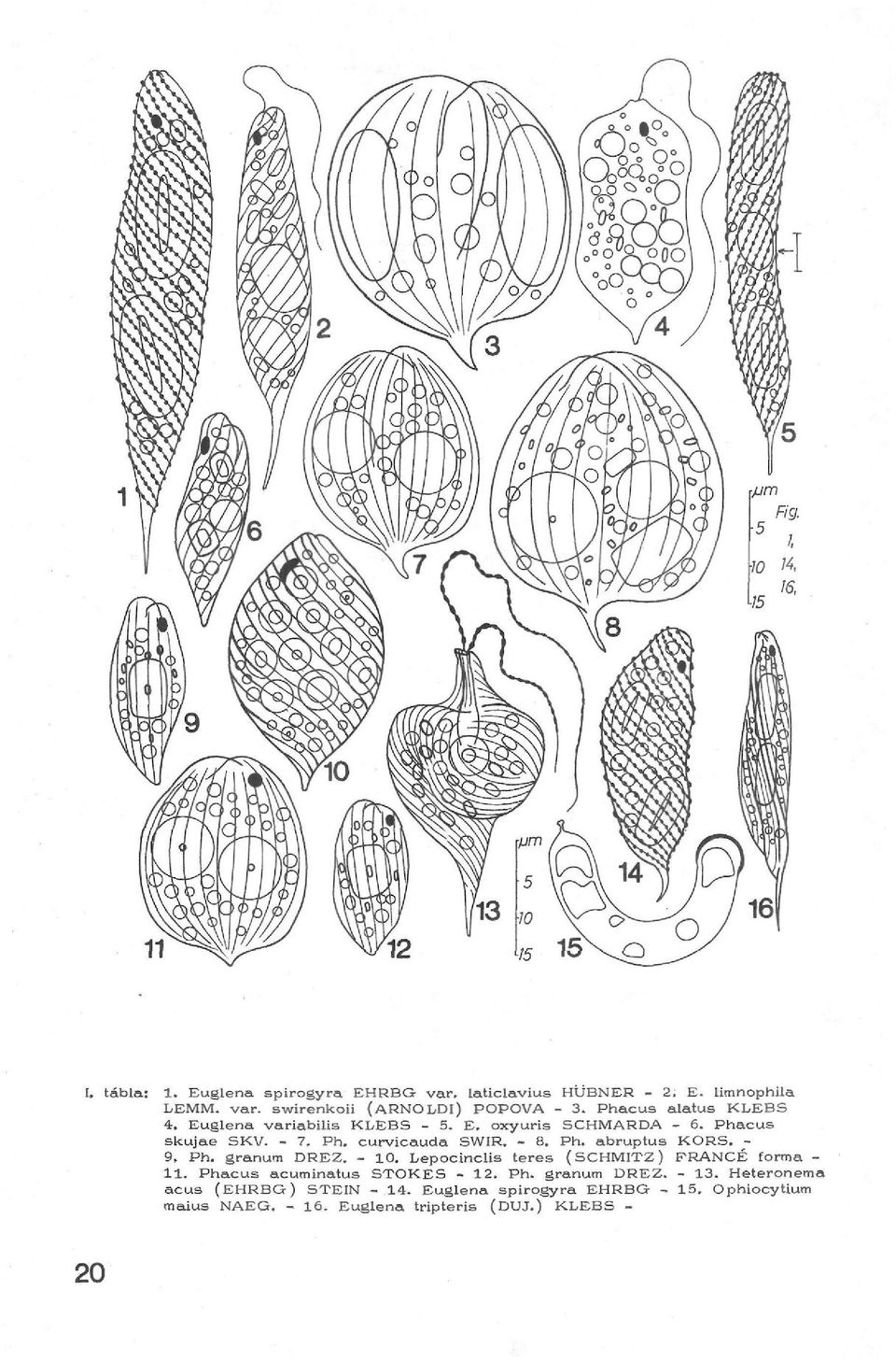 - 9, Ph. granum DRE2. - 10. Lepocinclis teres (SCHMITZ) FRANCE forma - 11. Phacus acuminatus STOKES - 12. Ph. granum DREZ. - 13.