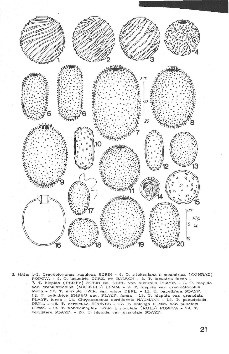 12. T. cylindrica EHRBG sec. PLAYP. forma - 13. T. hispida vár. granulàta PLAYP. forma - 14. Chrysococcus cordiformis NAUMANN - 15. T. pseudofelix DEPL. - 16. T. cervicula STOKES - 17.