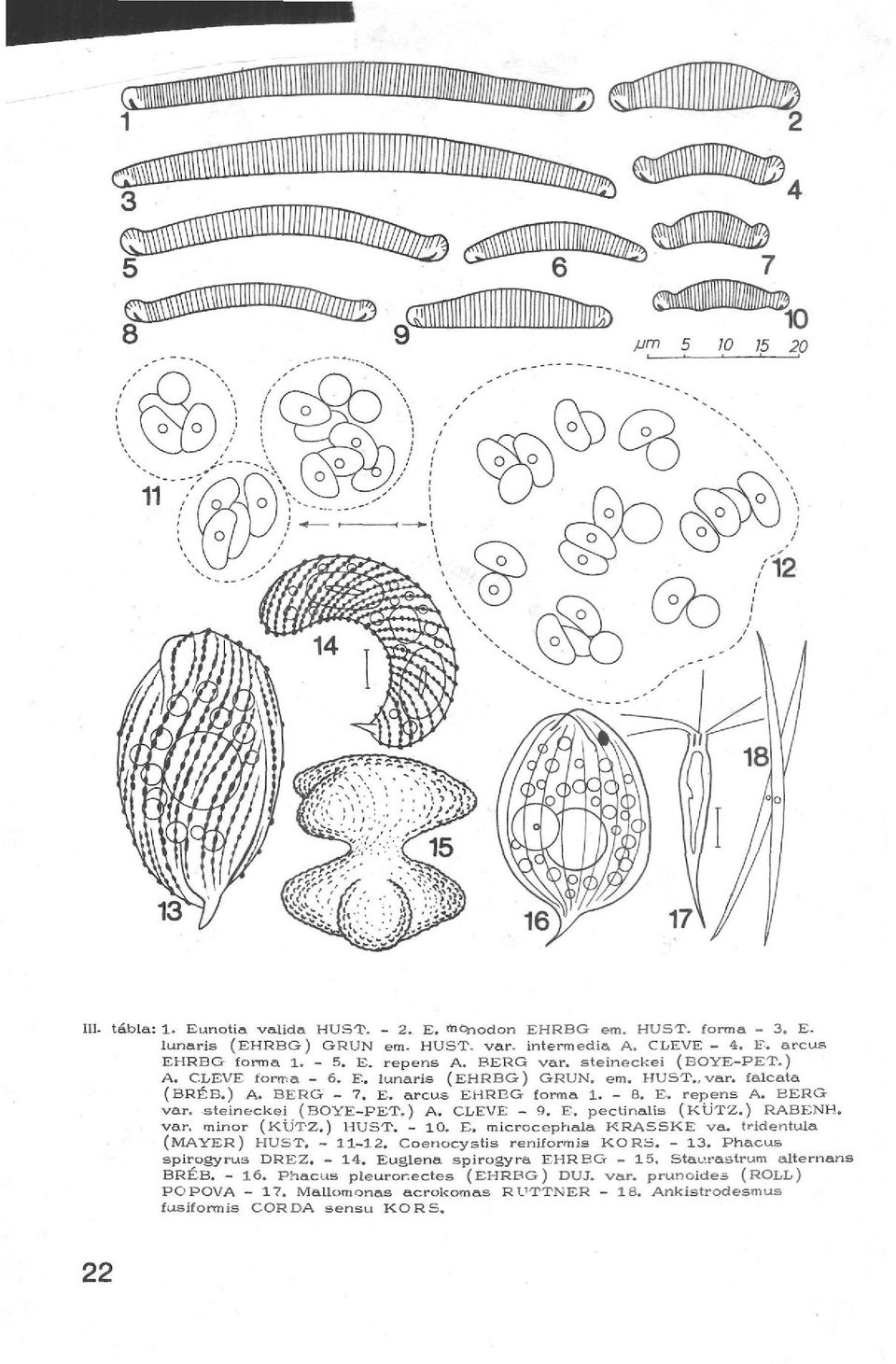 E. pectinalis (KÜTZ.) RABENH. var. minor (KÜTZ.) HUST. - 10. E a microcephala KRASSKE va. tridentula (MAYER) HUST. - 11-12. Coenocystis reniformis KO RS. - 13. Phacus spirogyrus DREZ. - 14.