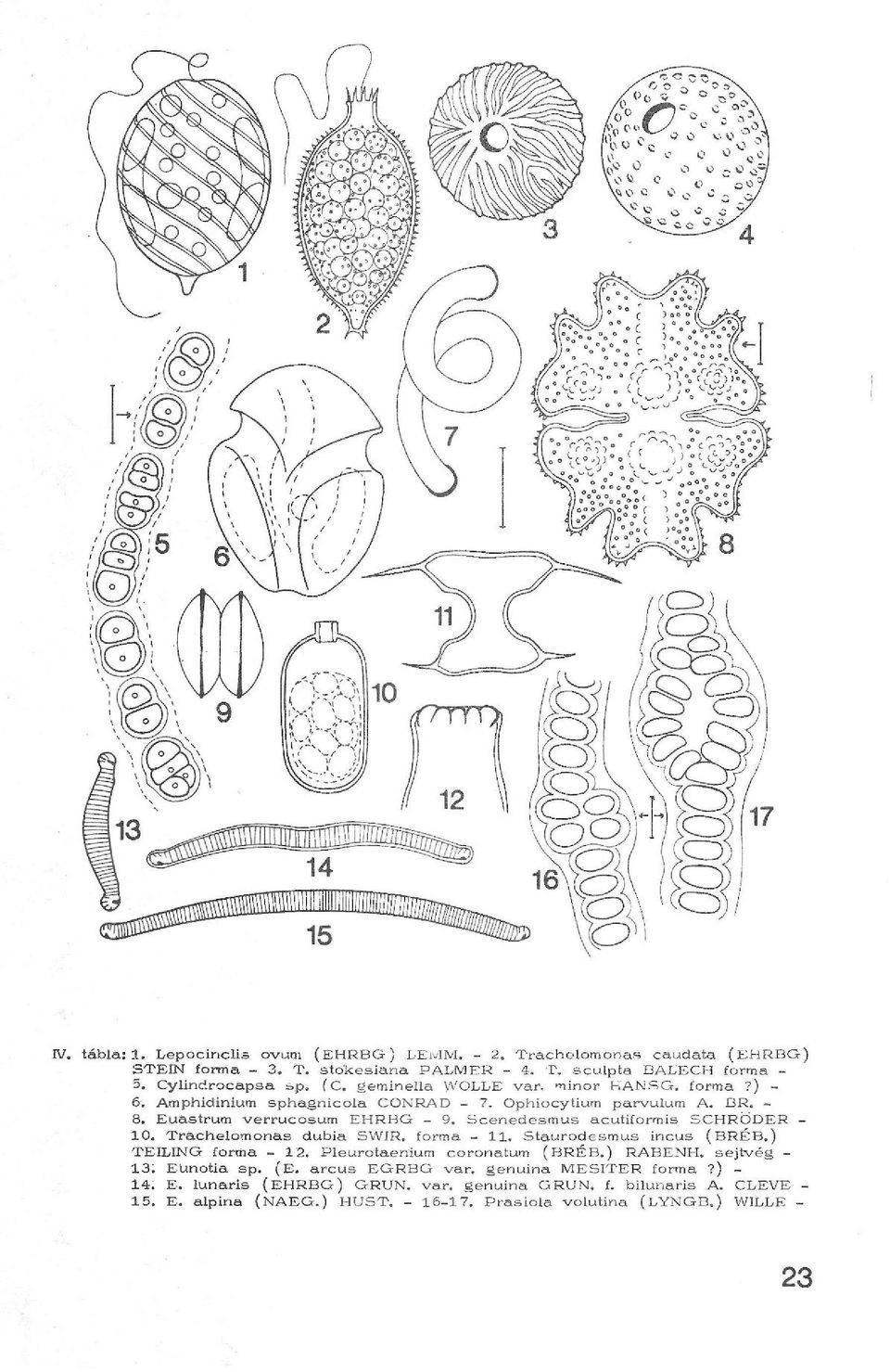 Scenedesmus acutiformis SCHRÖDER - 10. Trachelomonas dubia SWIR. forma - 11. Staurodesmus incus (BRÉB.) TEILING forma - 12. Pleurotaenium coronatum (BRÉB.) RABENH. sejtvég - 13.