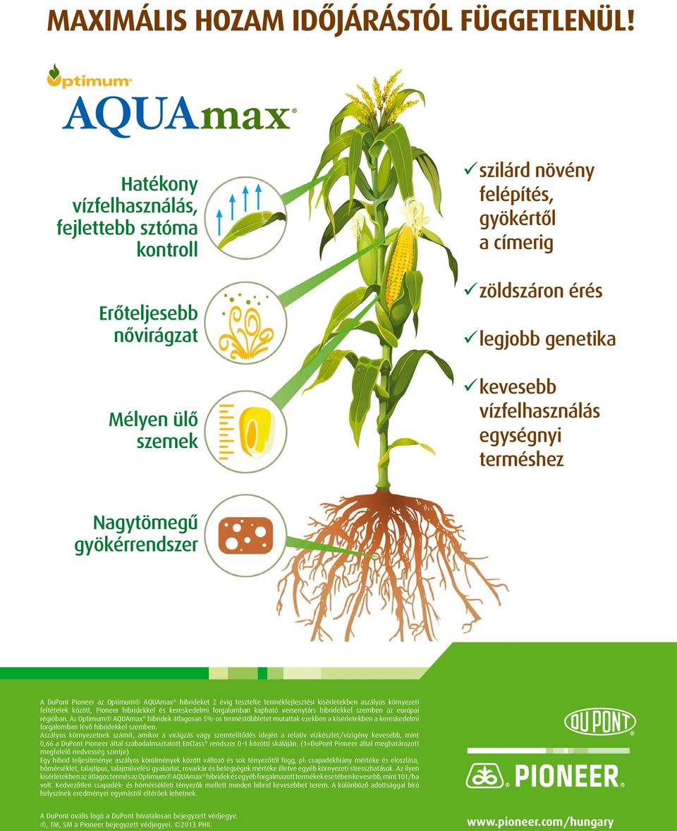 egységnyi terméshez Nagytömegű gyökérrendszer A DuPont Pioneer az Optimum AQUAmax hibrideket 2 évig tesztelte termékfejlesztési kísérletekben aszályos környezeti feltételek között, Pioneer