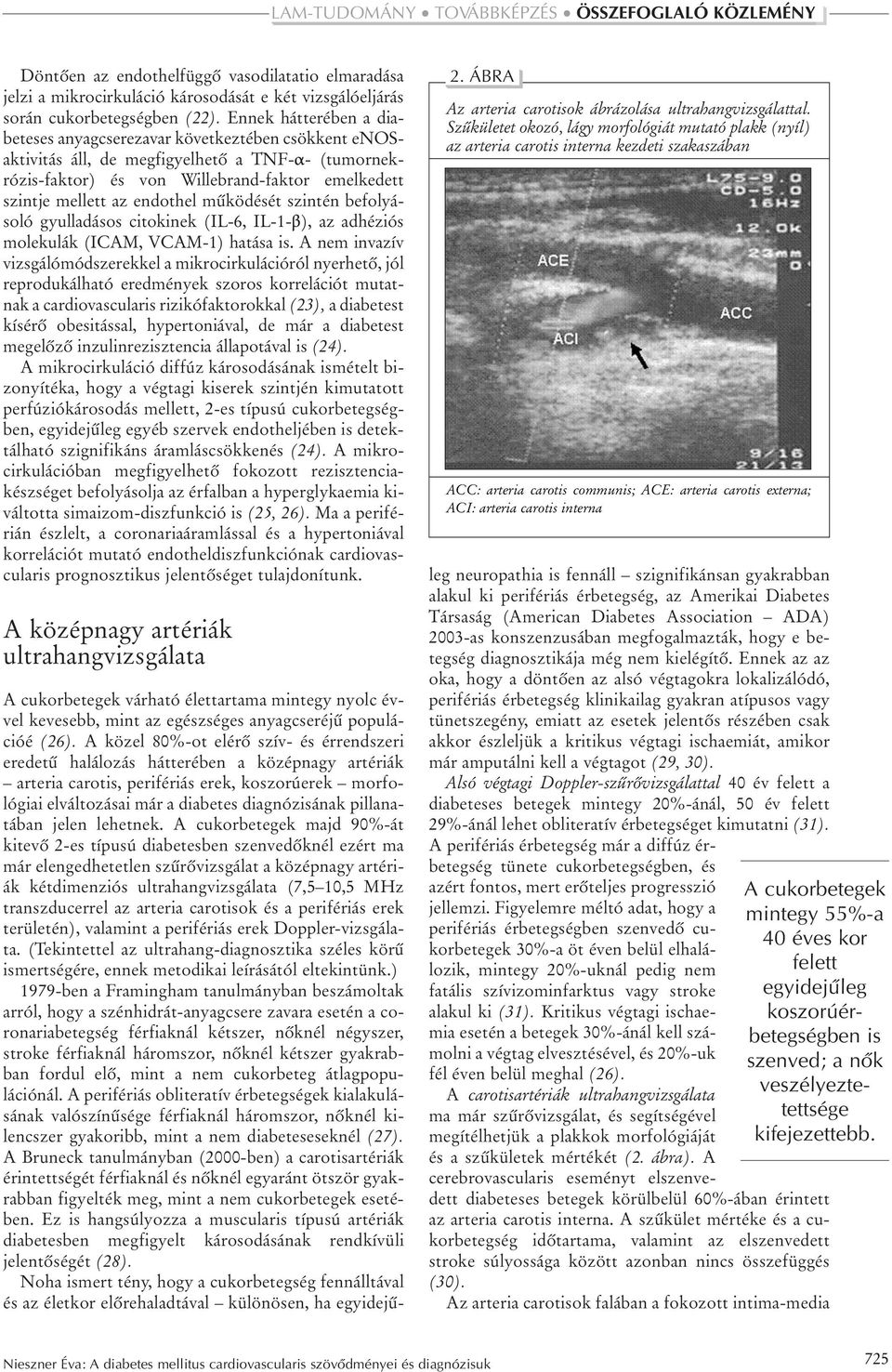 endothel mûködését szintén befolyásoló gyulladásos citokinek (IL-6, IL-1-β), az adhéziós molekulák (ICAM, VCAM-1) hatása is.