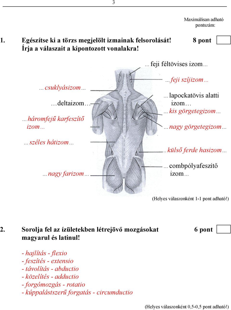 nagy görgetegizom külsı ferde hasizom combpólyafeszítı izom 2. Sorolja fel az ízületekben létrejövı mozgásokat 6 pont magyarul és latinul!