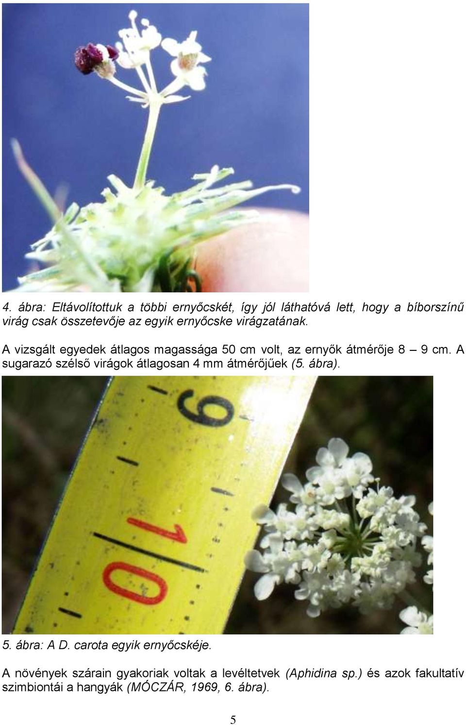 A sugarazó szélső virágok átlagosan 4 mm átmérőjűek (5. ábra). 5. ábra: A D. carota egyik ernyőcskéje.