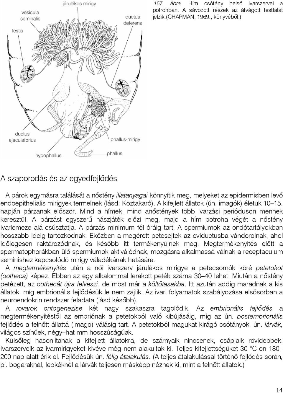 A kifejlett állatok (ún. imagók) életük 10 15. napján párzanak elôször. Mind a hímek, mind anôstények több ivarzási perióduson mennek keresztül.