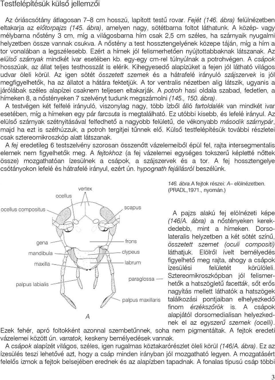 A nôstény a test hossztengelyének közepe táján, míg a hím a tor vonalában a legszélesebb. Ezért a hímek jól felismerhetôen nyújtottabbaknak látszanak. Az elülsô szárnyak mindkét ivar esetében kb.