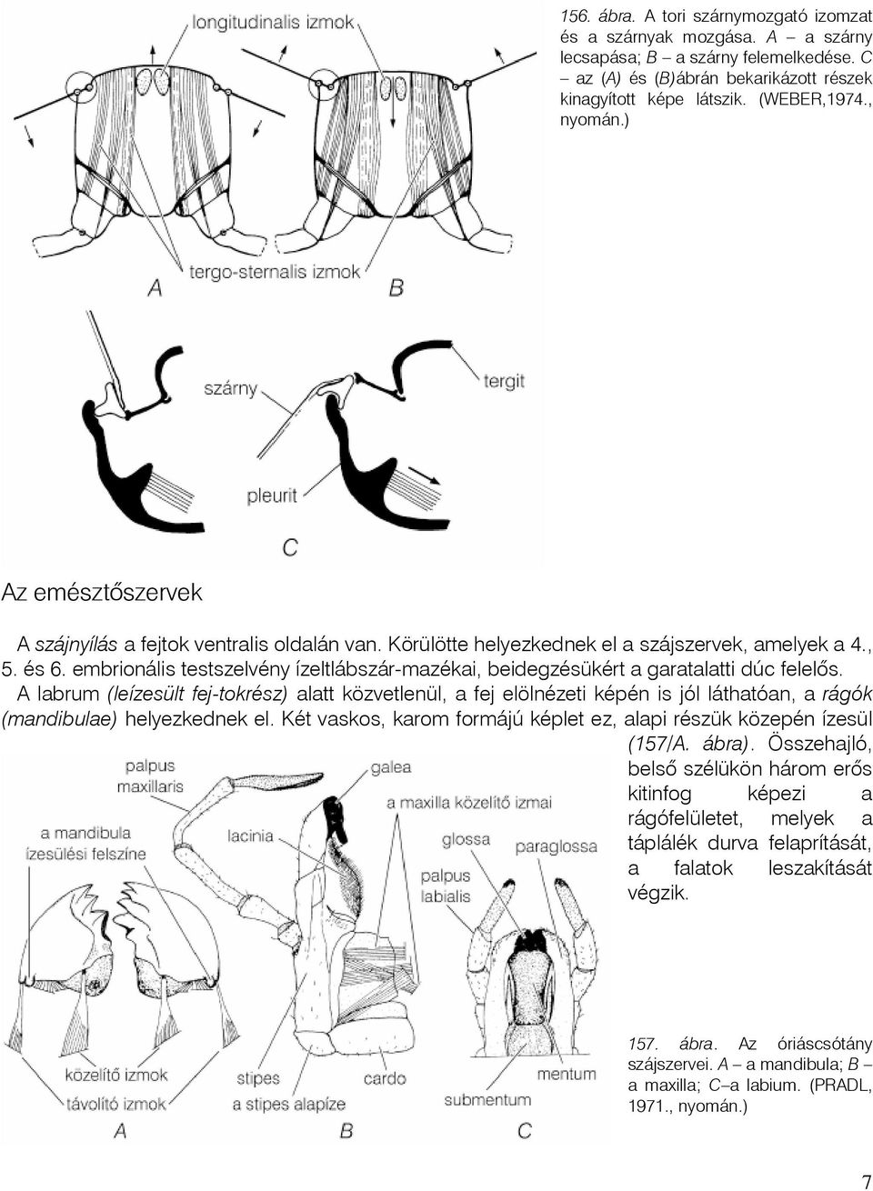 embrionális testszelvény ízeltlábszár-mazékai, beidegzésükért a garatalatti dúc felelôs.