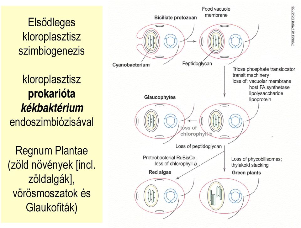 endoszimbiózisával Regnum Plantae (zöld növények