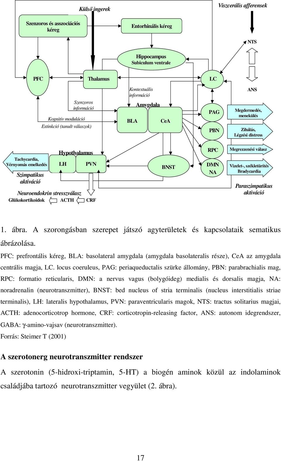 stresszválasz Glükokortikoidok ACTH PVN CRF BNST RPC DMN NA Megrezzenési válasz Vizelet-, székletürítés Bradycardia Paraszimpatikus aktiváció 1. ábra.