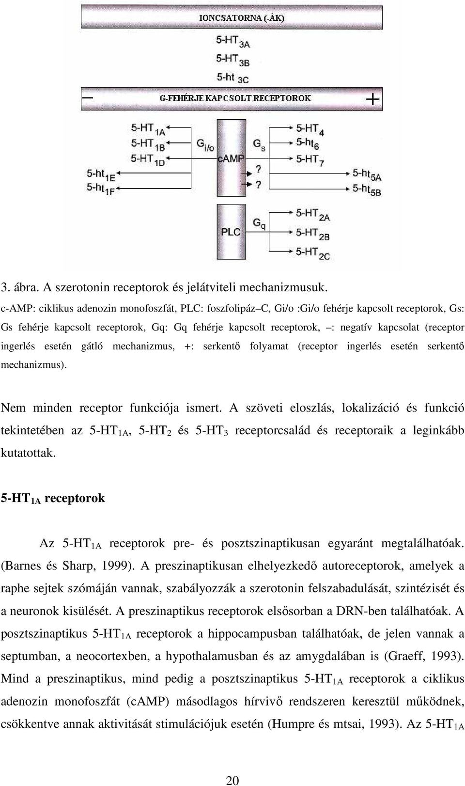 ingerlés esetén gátló mechanizmus, +: serkentı folyamat (receptor ingerlés esetén serkentı mechanizmus). Nem minden receptor funkciója ismert.