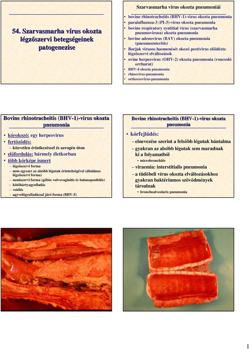 syntitial virus (szarvasmarha pneumovirusa) okozta pneumonia bovine adenovirus (BAV) okozta pneumonia (pneumoenteritis) Borjak vírusos hasmenését okozó pestivirus elıidézte légzıszervi elváltozások