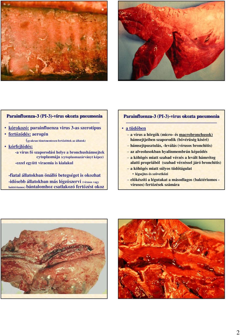 baktériumos) bántalomhoz csatlakozó fertızést okoz Parainfluenza-3 3 (PI-3) 3)-virus okozta pneumonia a tüdıben a vírus a hörgık (micro- és macrobronchusok) hámsejtjeiben szaporodik (bıvérőség