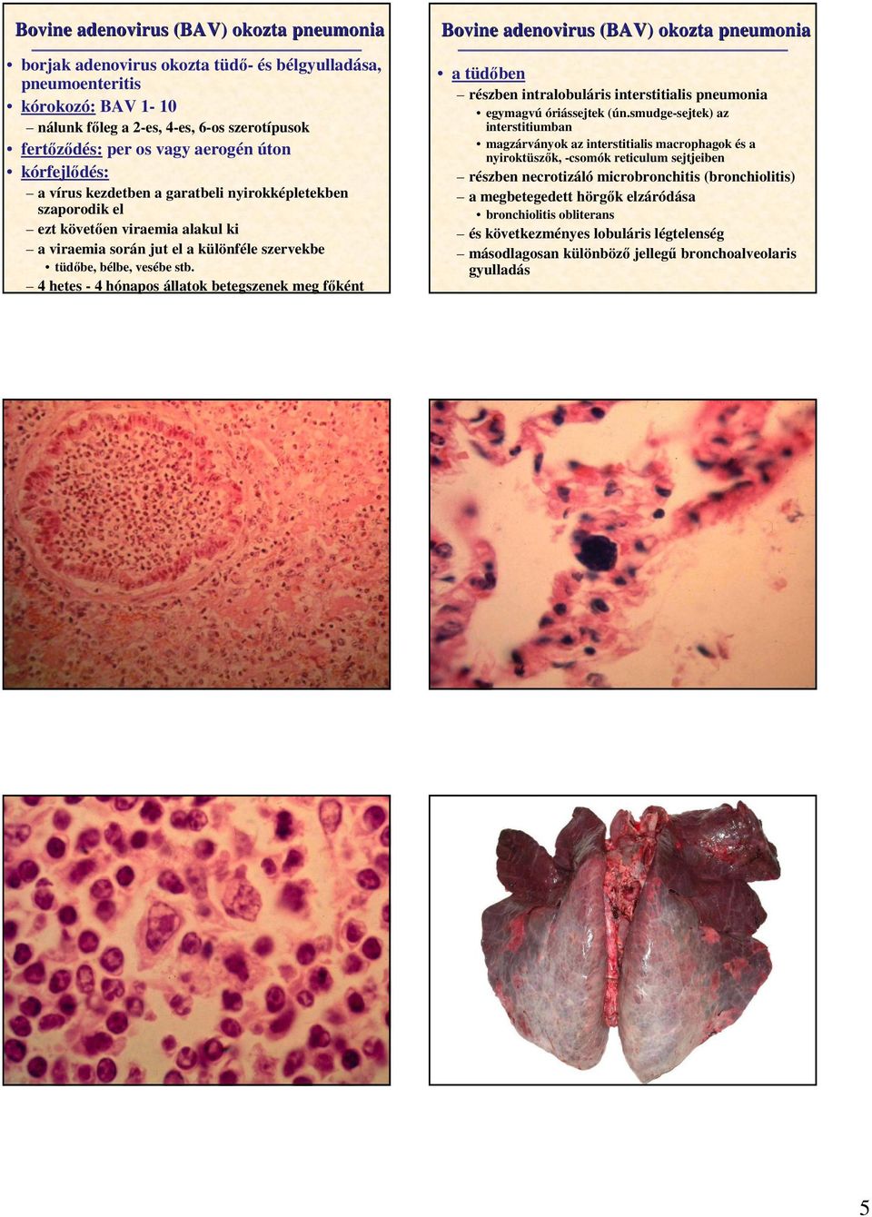 4 hetes - 4 hónapos állatok betegszenek meg fıként Bovine adenovirus (BAV) okozta pneumonia a tüdıben részben intralobuláris interstitialis pneumonia egymagvú óriássejtek (ún.