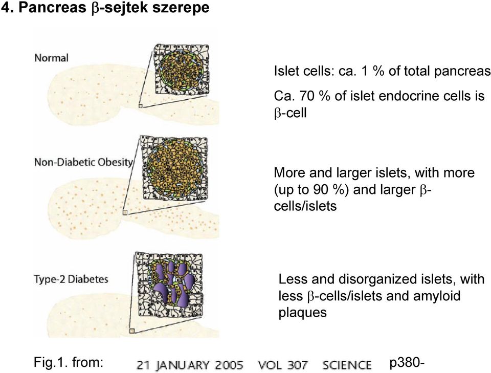 70 % of islet endocrine cells is β-cell More and larger islets, with