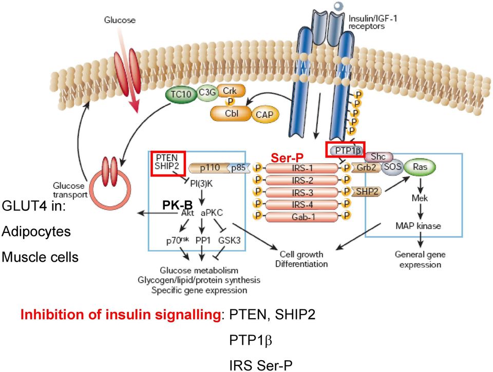 Inhibition of insulin