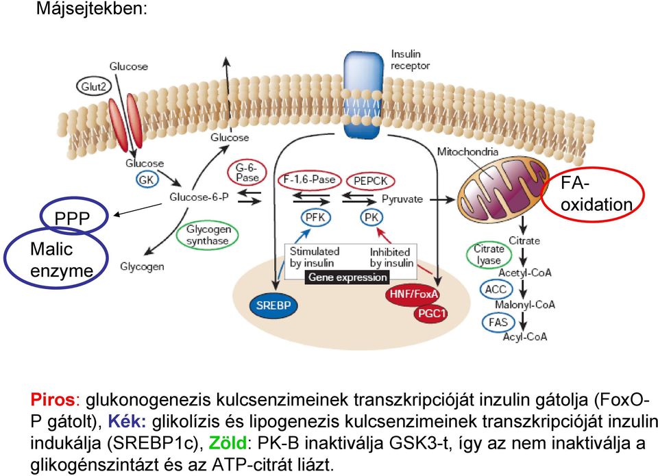 lipogenezis kulcsenzimeinek transzkripcióját inzulin indukálja (SREBP1c), Zöld: