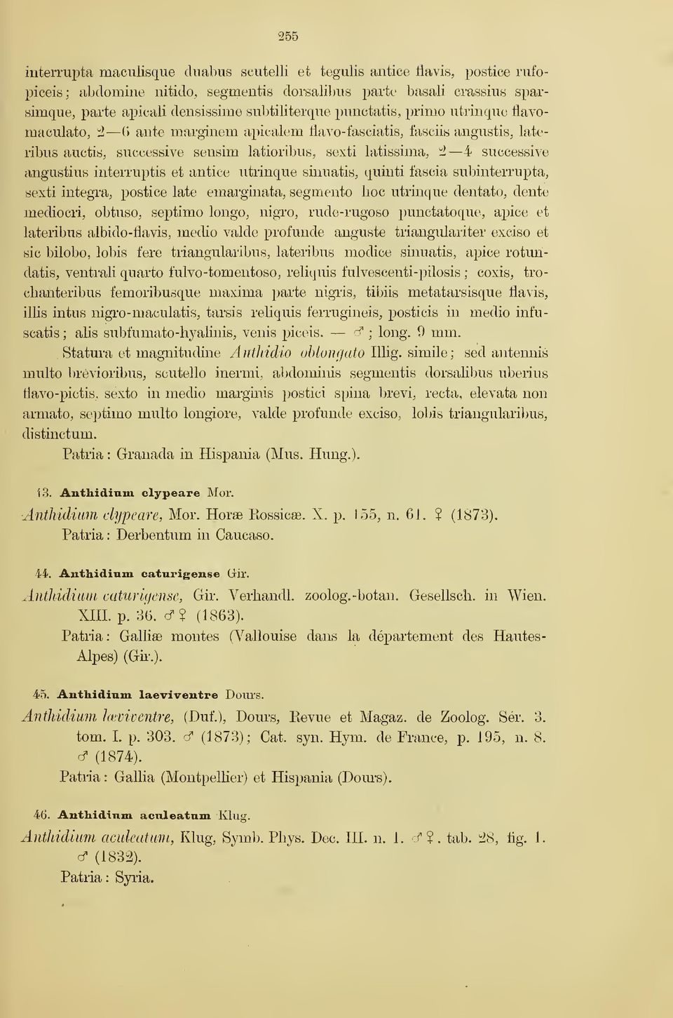 successive angustius interruptis et antice ntrinque sinuatis, quinti fascia subinterrupta, sexti intégra^ postice late emarginata, segmento hoc ntrinque dentato^, dente mediocri, obtuso, septimo
