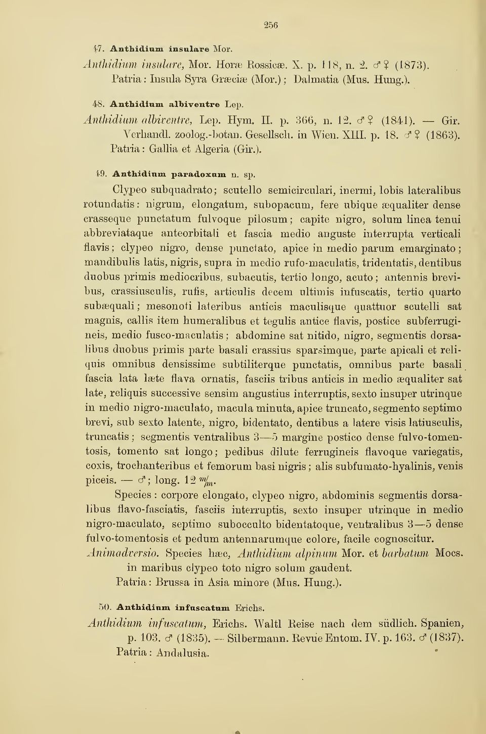 sp. Clypeo subquadrato; scutello semicirculari, inermi, lobis lateralibus rotundatis : nigrum, elongatum, subopacum, fere ubique œqualiter dense crasseque punctatum fulvoque pilosum ; capita nigro,