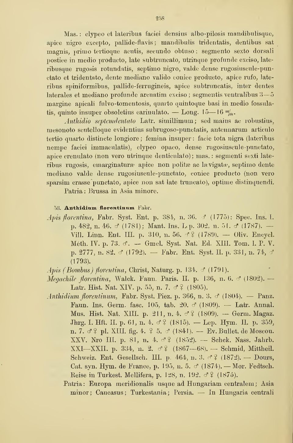 sexto dorsali postice in medio producto, late siibtriincato, utrinqne profunde exciso, lateribusque rugosis rotundatis, septimo nigro, valde dense rugosiuscule-punctato et tridentato, dente mediano