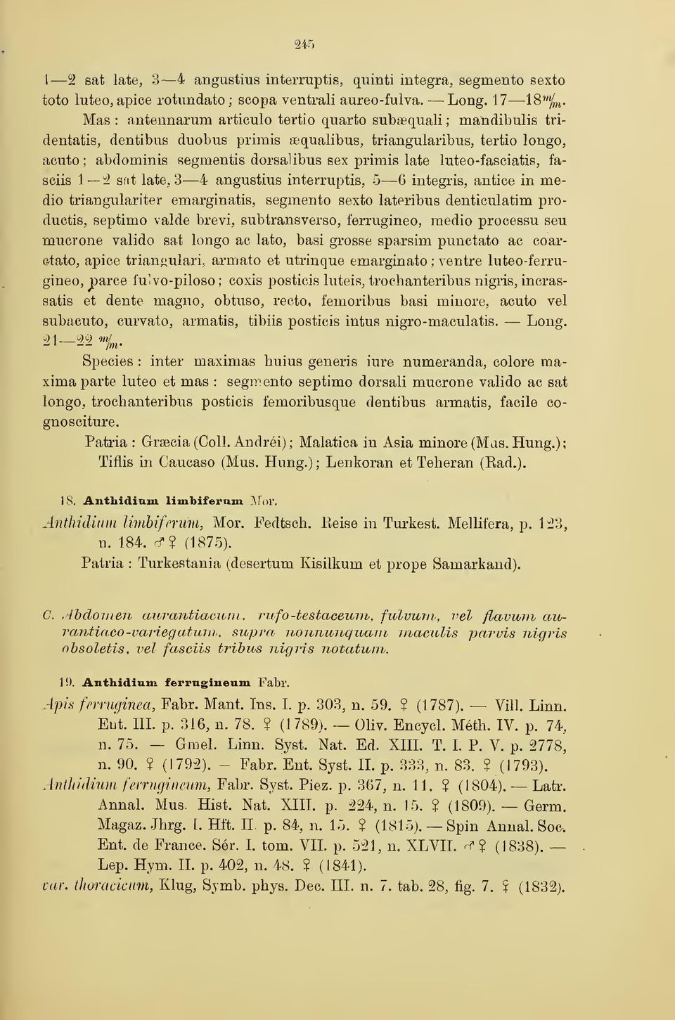 luteo-fasciatis, fasciis 1 ;3 silt late, 3 4 angustius interruptis, 5 6 integris, antice in medio triangulariter emarginatis, segmento sexto lateribus denticulatim productis, septimo valde brevi,