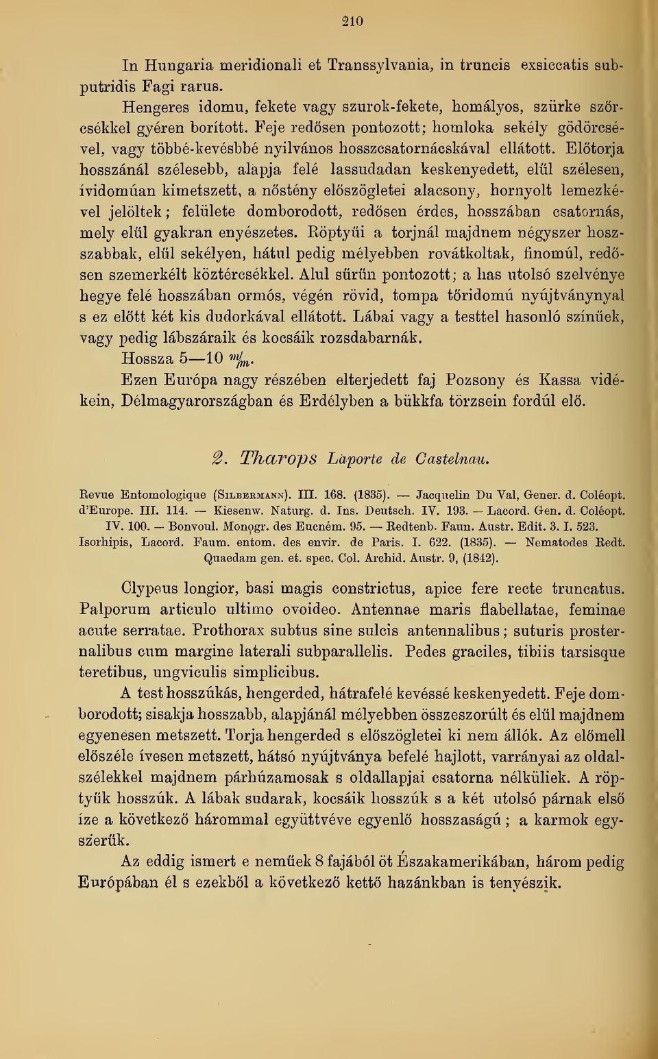 Eltorja hosszánál szélesebb, alapja felé lassudadan keskenyedett, elül szélesen, ívidomúan kimetszett, a nstény elöszögletei alacsony, hornyolt lemezkével jelöltek ; felülete domborodott, redsen