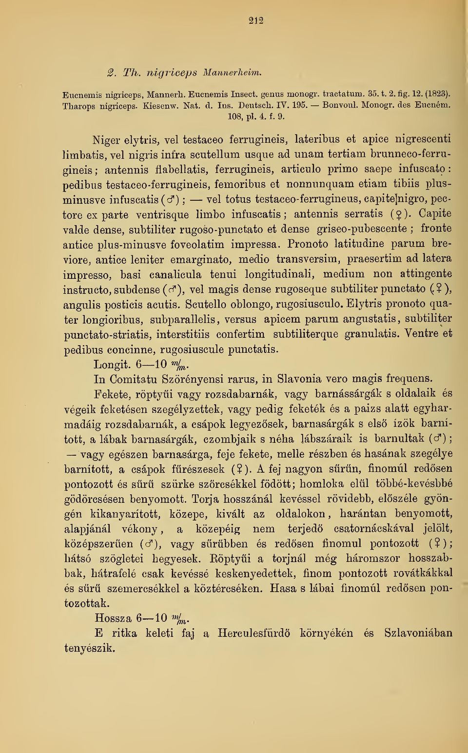 Niger elytris, vel testaceo ferrugineis, lateribus et apice nigrescenti limbatis, vel nigris infra scutellum usque ad unam tertiam brunneco-ferrugineis ; antennis flabellatis, ferrugineis, articulo