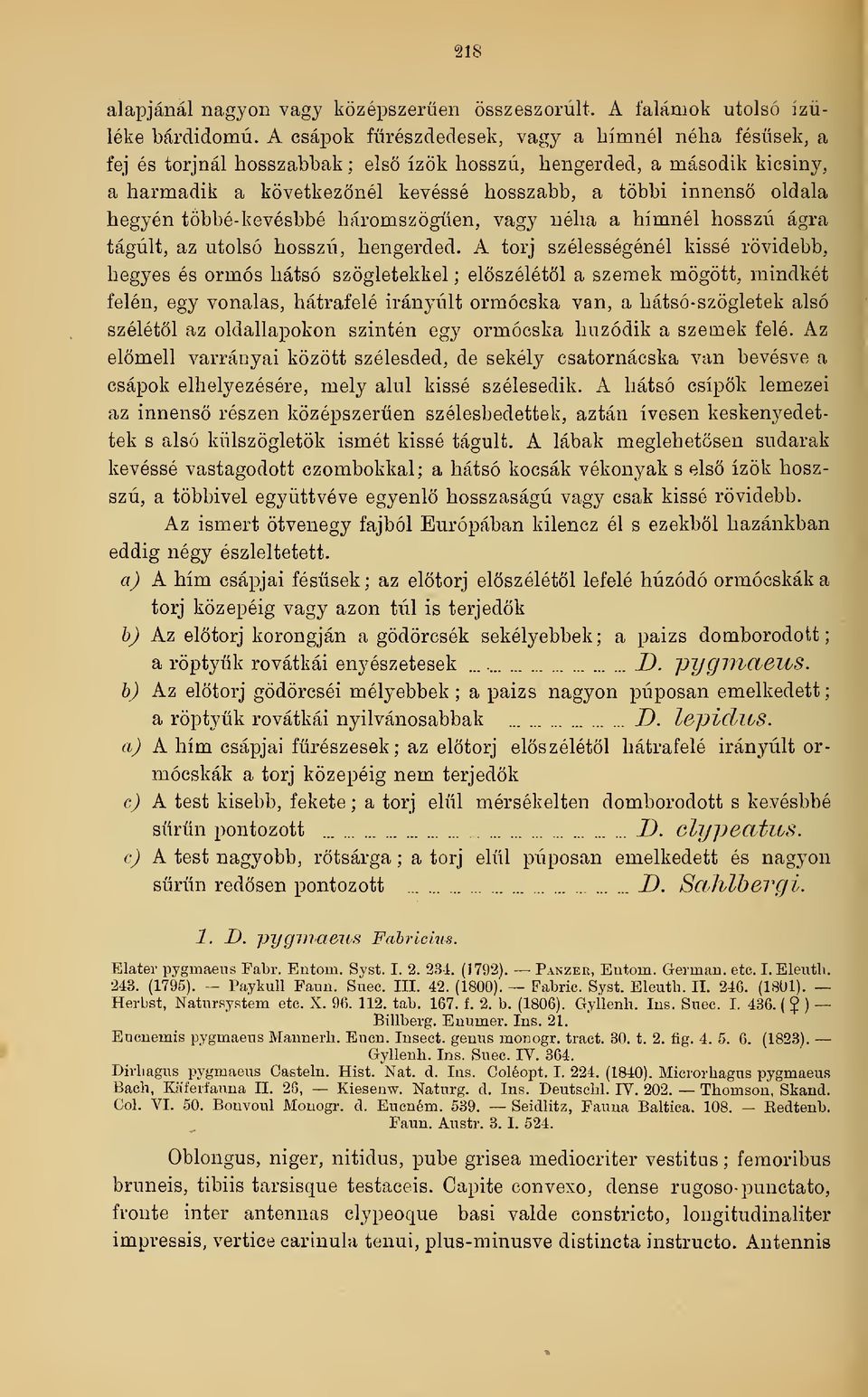 többé- kevésbbé háromszögén, vagy néha a hímnél hosszú ágra tágult, az utolsó hosszú, hengerded.