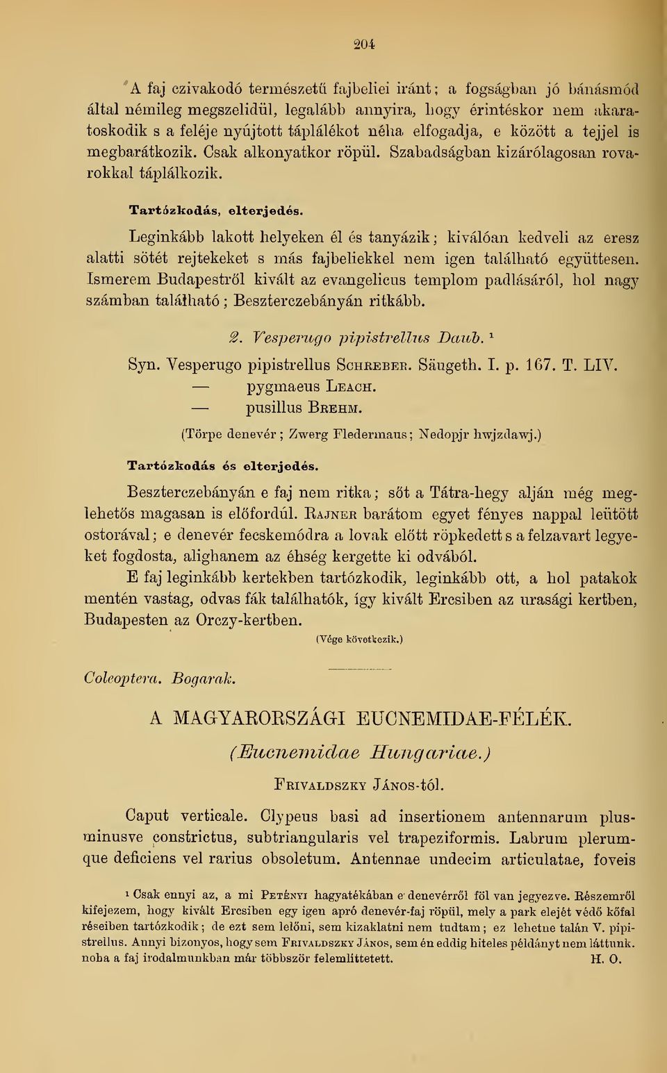 Leginkább lakott helyeken él és tanyázik ; kiválóan kedveli az eresz alatti sötét rejtekeket s más fajbeliekkel nem igen található együttesen.