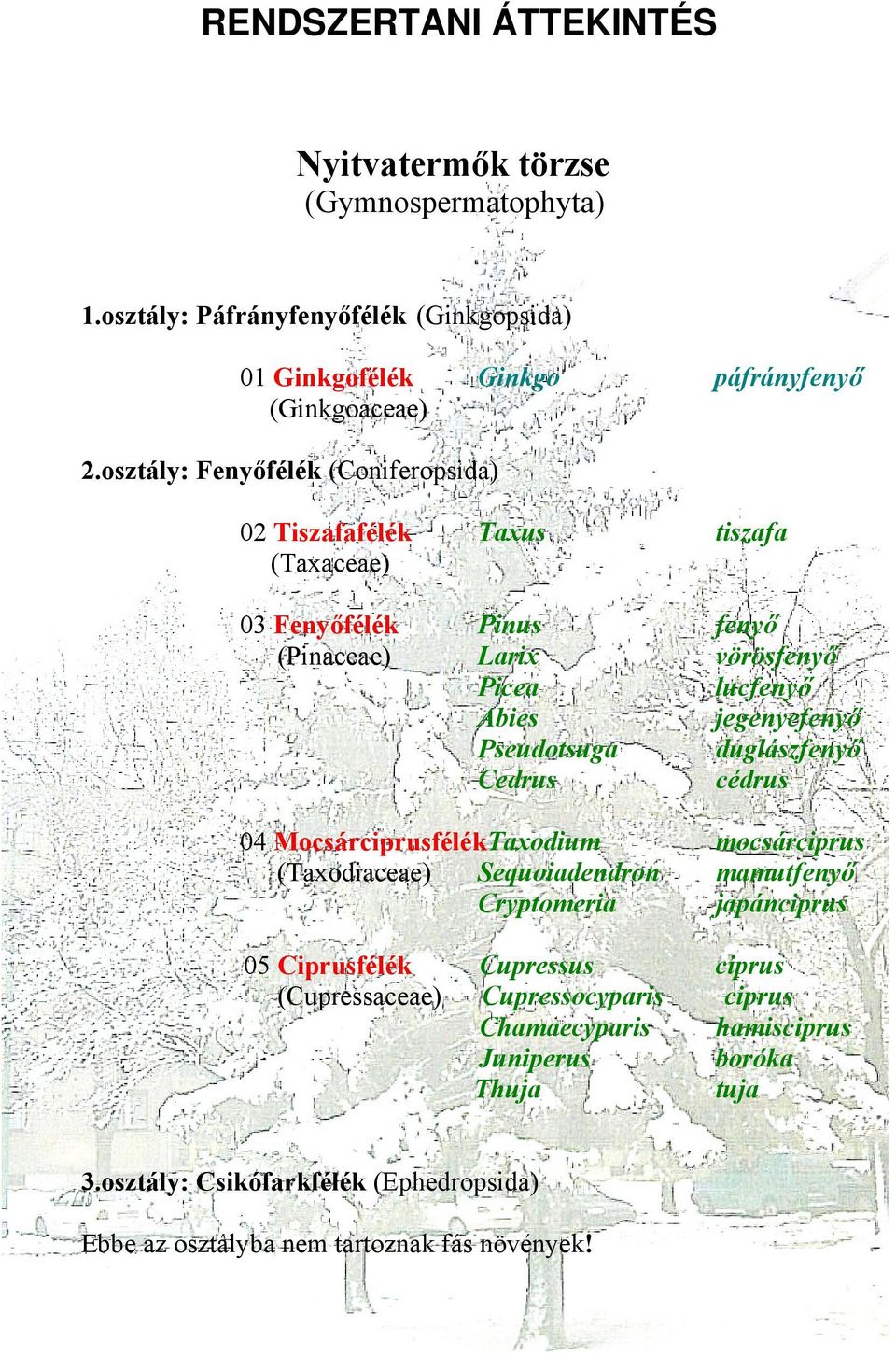 Pseudotsuga duglászfenyő Cedrus cédrus 04 MocsárciprusfélékTaxodium mocsárciprus (Taxodiaceae) Sequoiadendron mamutfenyő Cryptomeria japánciprus 05 Ciprusfélék Cupressus
