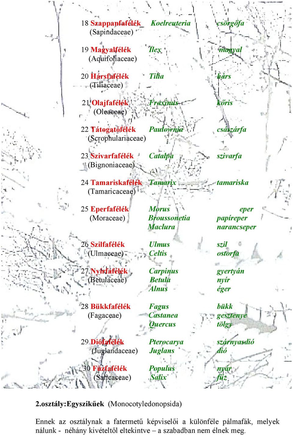 Maclura narancseper 26 Szilfafélék Ulmus szil (Ulmaceae) Celtis ostorfa 27 Nyírfafélék Carpinus gyertyán (Betulaceae) Betula nyír Alnus éger 28 Bükkfafélék Fagus bükk (Fagaceae) Castanea gesztenye