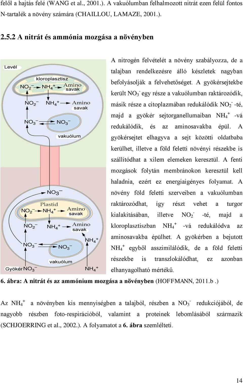 A gyökérsejtekbe - került NO 3 egy része a vakuólumban raktározódik, - másik része a citoplazmában redukálódik NO 2 -té, + majd a gyökér sejtorganellumaiban NH 4 -vá redukálódik, és az aminosavakba