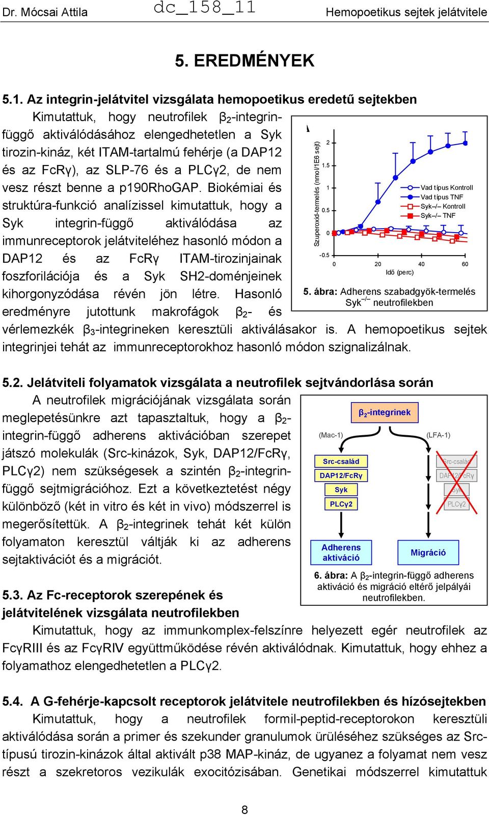 DAP12 1.5 és az FcRγ), az SLP-76 és a PLCγ2, de nem vesz részt benne a p190rhogap. Biokémiai és 1 struktúra-funkció analízissel kimutattuk, hogy a 0.