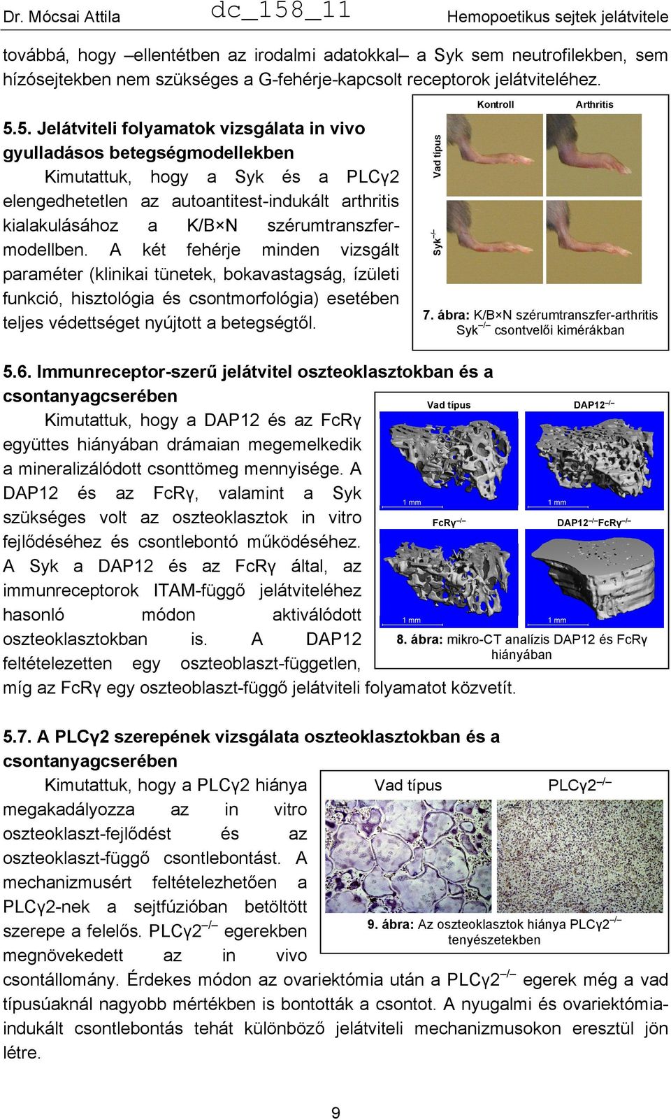 szérumtranszfermodellben. A két fehérje minden vizsgált paraméter (klinikai tünetek, bokavastagság, ízületi funkció, hisztológia és csontmorfológia) esetében teljes védettséget nyújtott a betegségtől.