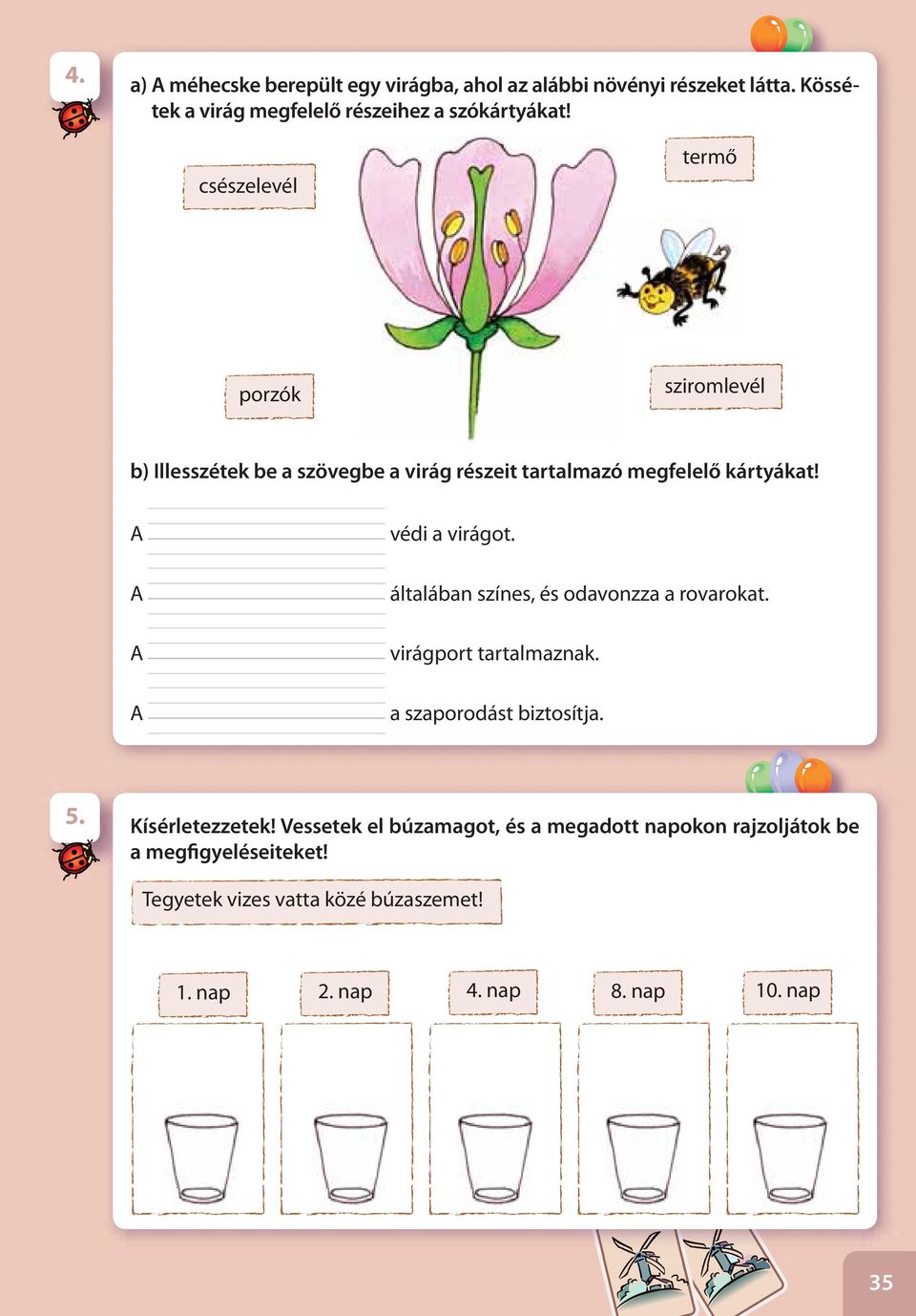 A A A A védi a virágot. általában színes, és odavonzza a rovarokat. virágport tartalmaznak. a szaporodást biztosítja. 5.