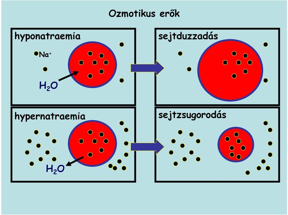 sejtduzzadás Na + H 2