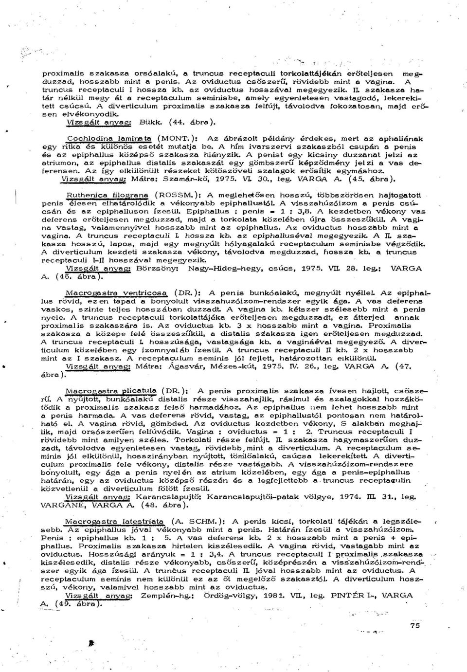 A diverticulum proximalis szakasza felfújt, távolodva fokozatosan, majd erősen elvékonyodik. Vizsgált anyag; Bükk. (44. ábra). Cochlodina lamina ta (MONT.