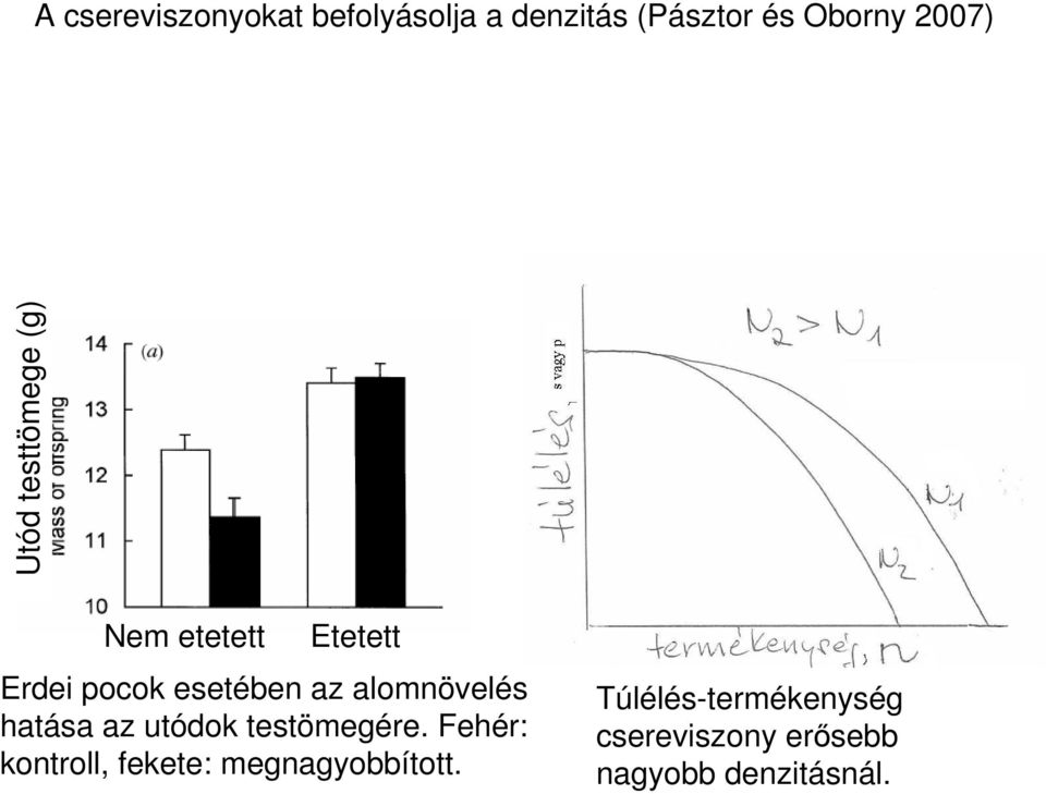 alomnövelés hatása az utódok testömegére.