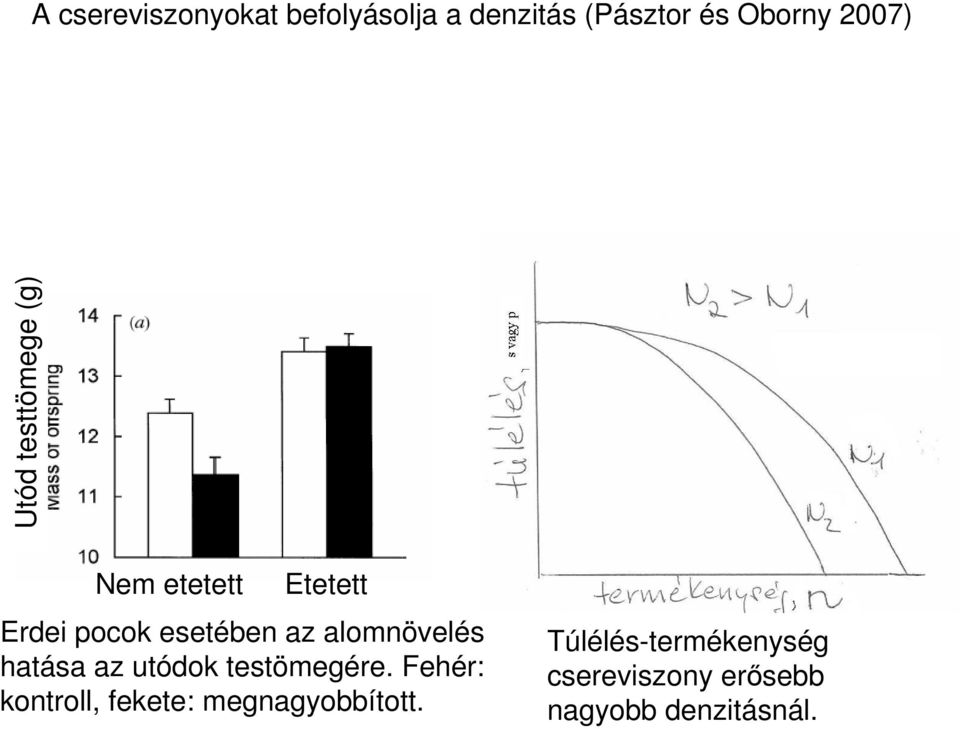 alomnövelés hatása az utódok testömegére.