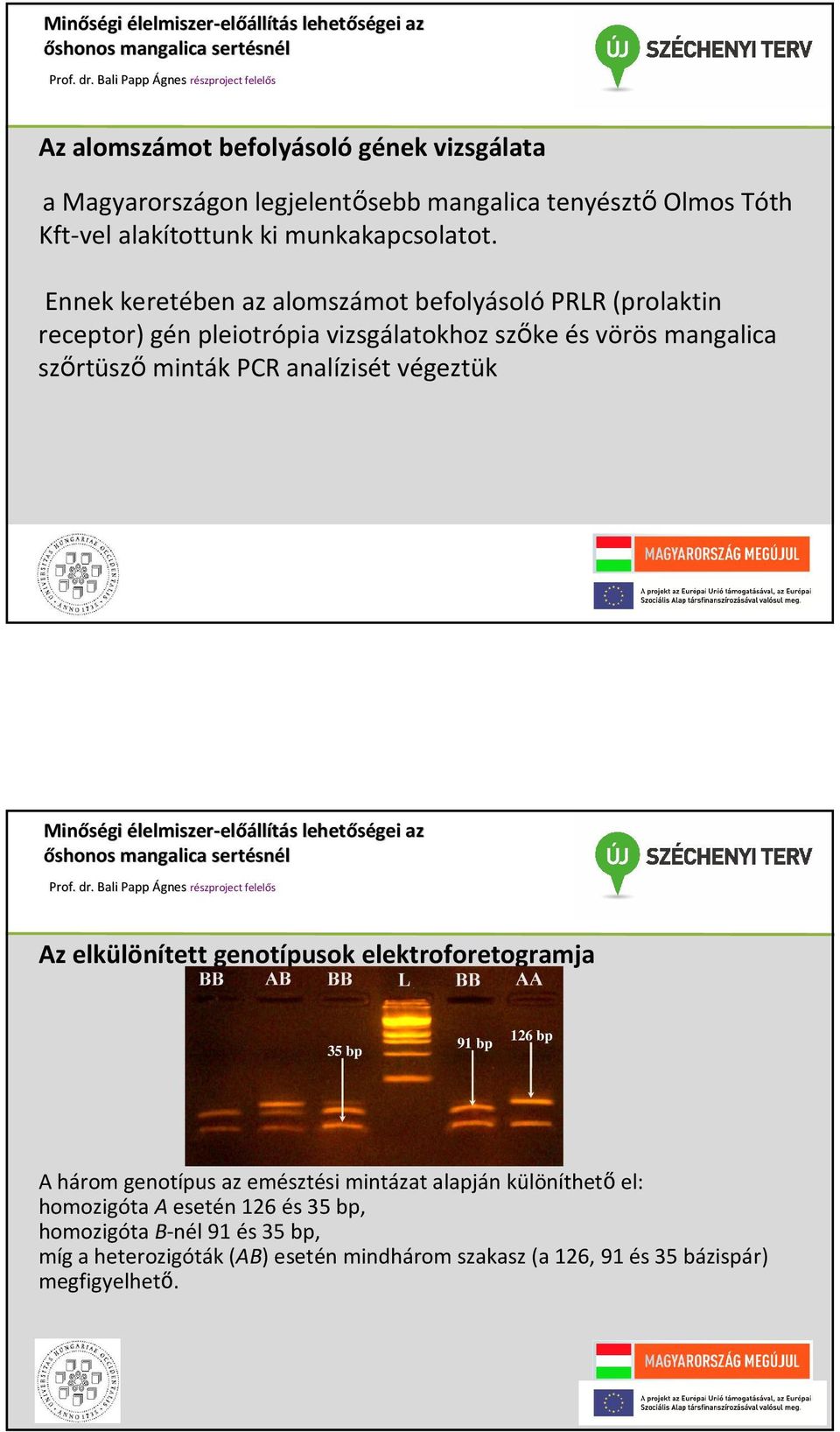 analízisét végeztük Az elkülönített genotípusok elektroforetogramja 35 bp 91 bp 126 bp A három genotípus az emésztési mintázat alapján