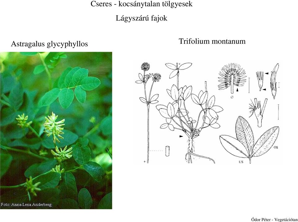 Astragalus