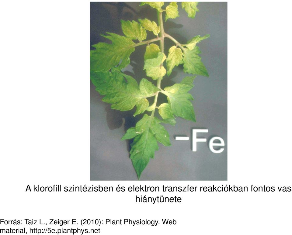 hiánytünete Forrás: Taiz L., Zeiger E.